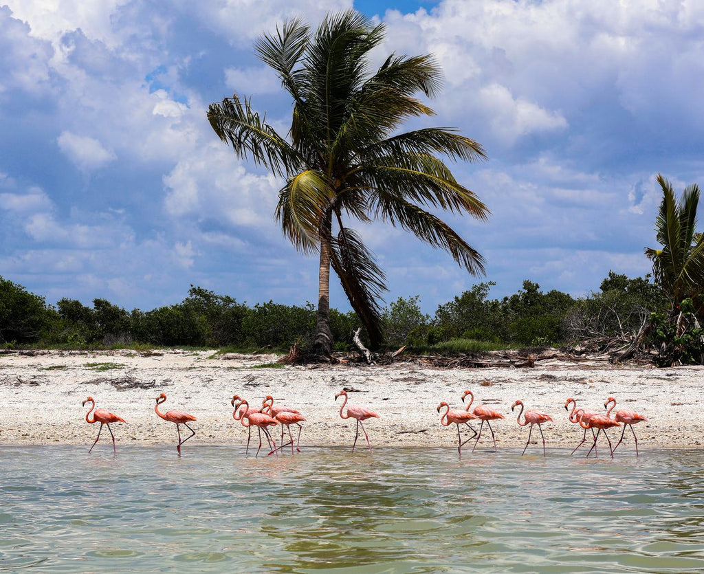 Holbox: Karibisches Inselparadies, Punta Mosquito und Bootstour