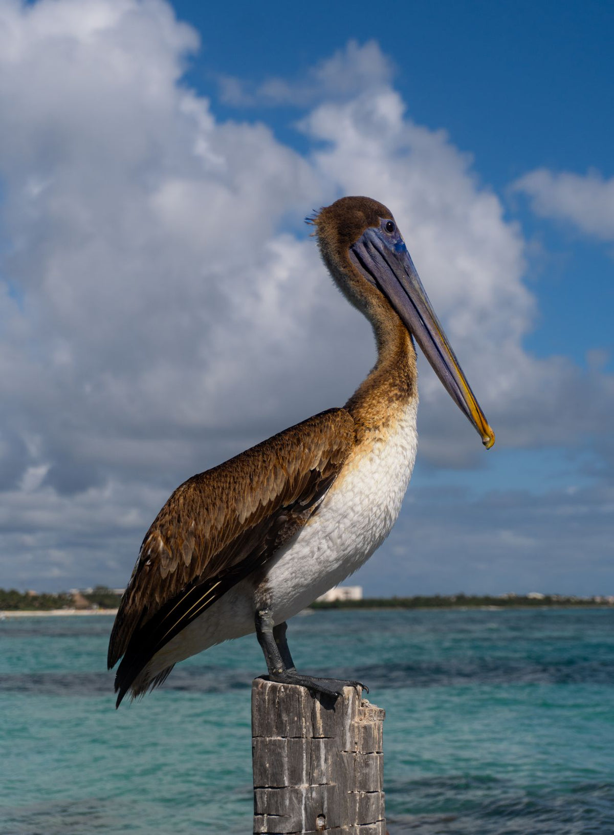 Isla Contoy & Isla Mujeres
