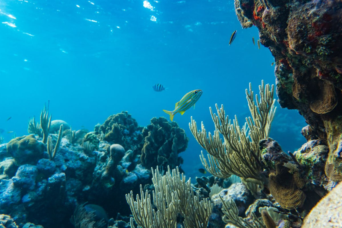 Isla Contoy & Isla Mujeres