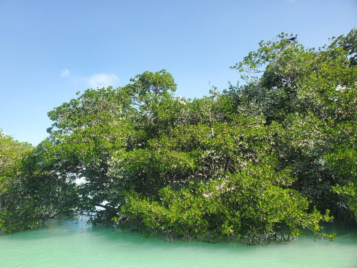 Sian Ka’an Tour mit deutschsprachigem Guide