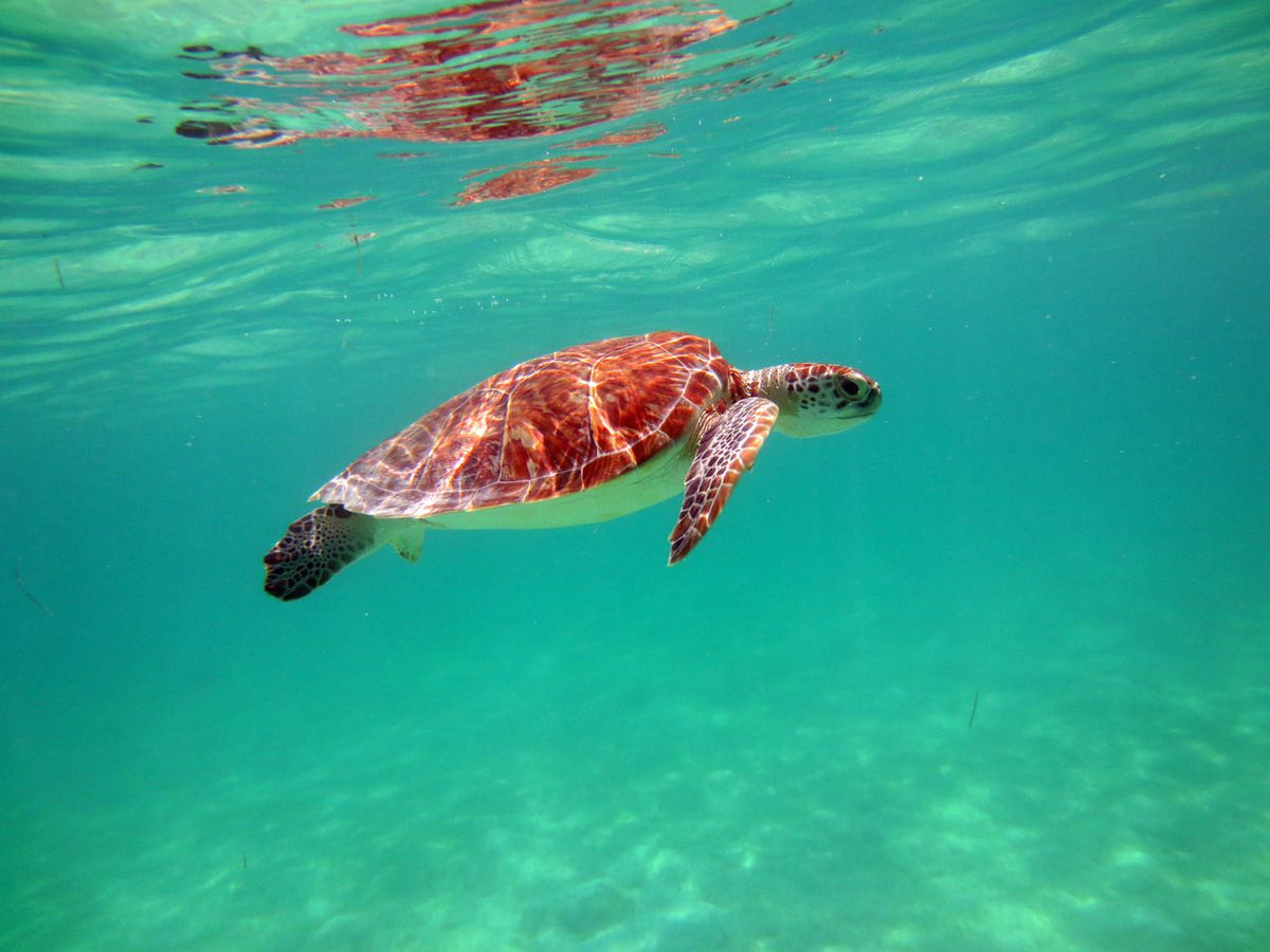 Unterwasserwelt Riviera Maya